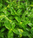 Bazalka pravá Spice - Ocimum basilicum - semena - 30 ks