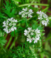 Koriandr setý - Coriandrum sativum - semena - 100 ks