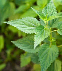 Kopřiva dvoudomá - Urtica dioica - semena - 800 ks