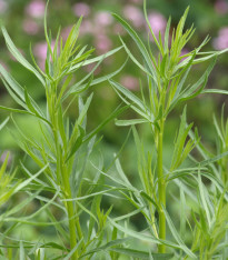 BIO Pelyněk kozalec - Artemisia dracunculus - bio semena - 500 ks