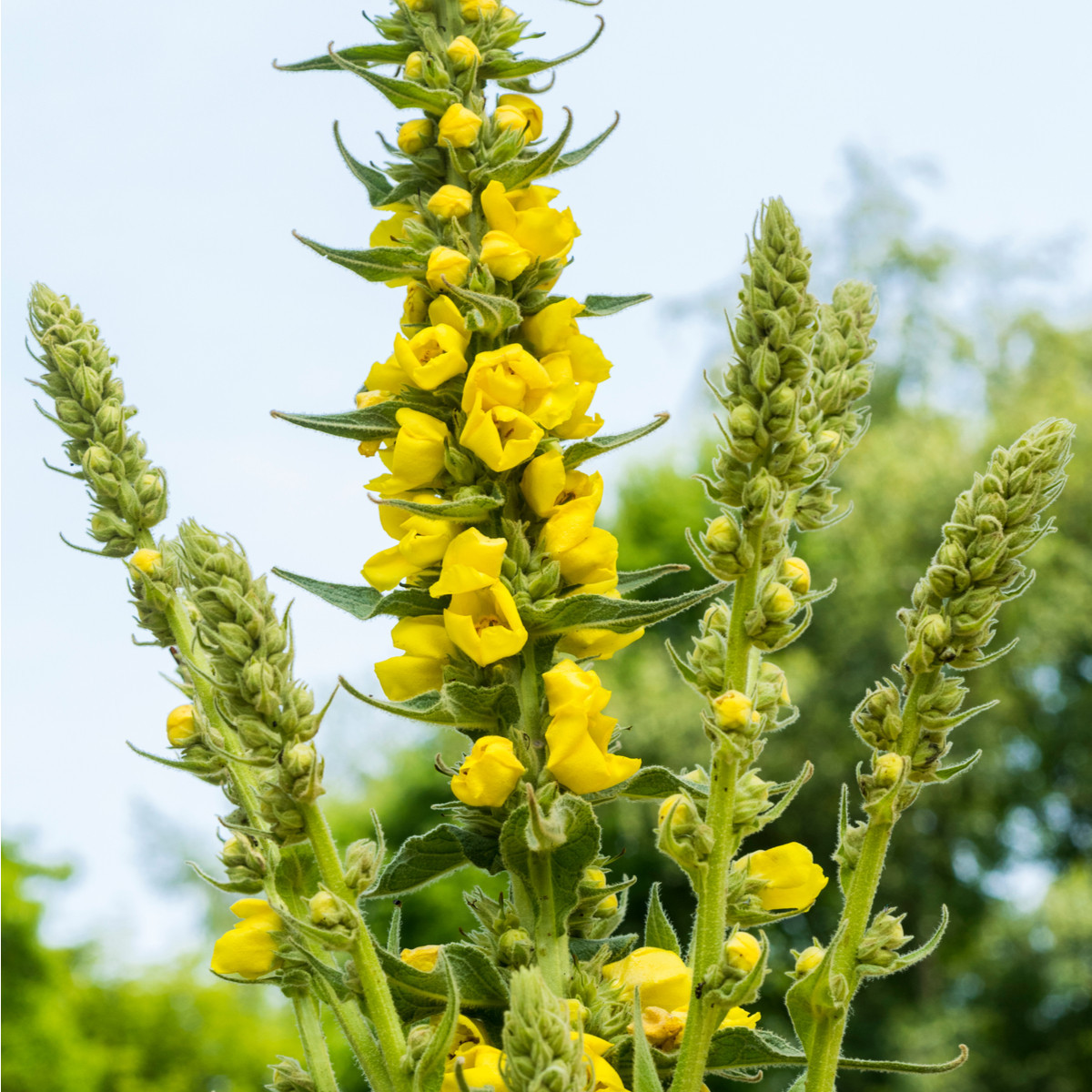 Divizna malokvětá - Verbascum thapus - semena - 150 ks