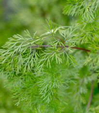Koriandr setý Confetti - Coriandrum sativum - semena - 0,9 g