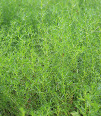 Slanobýl Osaka - Salsola komarovii - semena - 50 ks