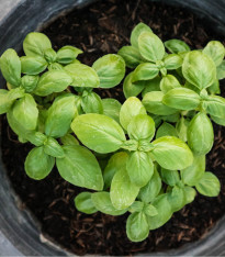 Bazalka malolistá Pluto - Ocimum basilicum - semena - 0,2 g