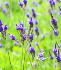 Levandule rozeklaná Španělské oči - Lavandula multifida - semena - 15 ks