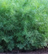 Kopr Tetra - Anethum graveolens - semena - 200 ks