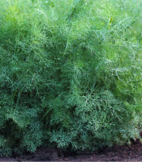 Kopr Tetra - Anethum graveolens - semena - 200 ks
