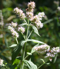 Máta dlouholistá - Mentha longifolia - semena - 100 ks