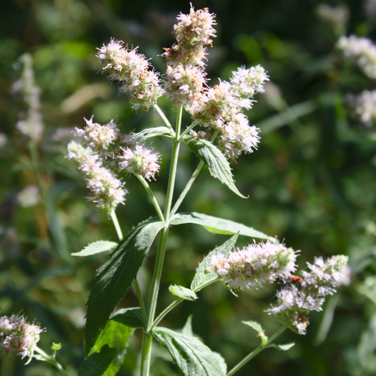 Máta dlouholistá - Mentha longifolia - semena - 100 ks