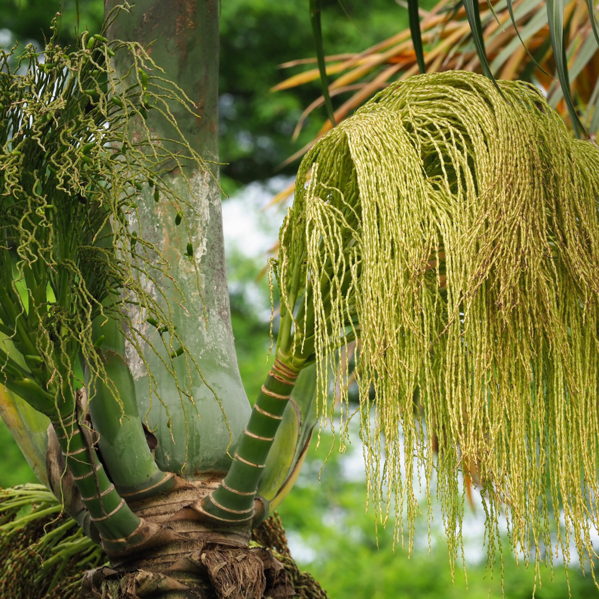 Palma lahvová - semena Palmy - Hyophorbe lagenicaulis - 3 ks