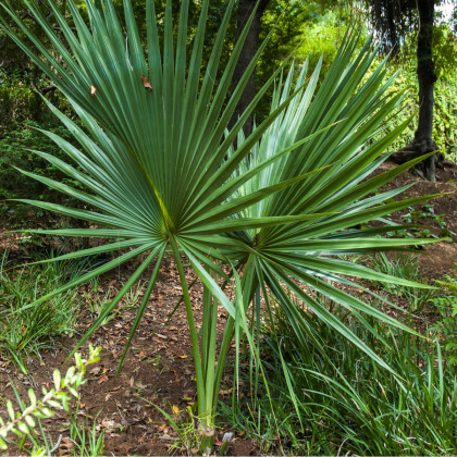 Palma Washingtonia robusta - semena Palmy - 3 ks