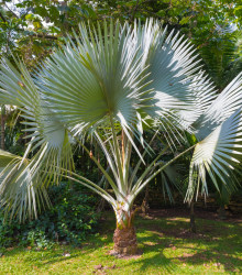 Palma konopná - Trachycarpus fortunei - semena - 2 ks