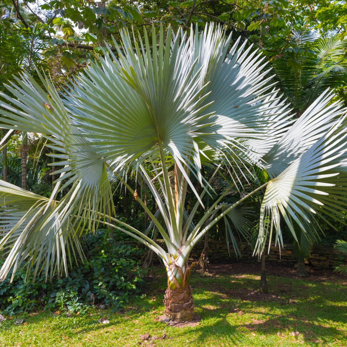 Palma konopná - Žumara ztepilá - semena Palmy - Trachycarpus fortunei - 2 ks
