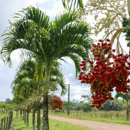 Palma vánoční - semena Palmy - Adonidia merrillii - 2 ks