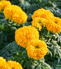 Aksamitník vzpřímený Sunset - Tagetes erecta - semena - 0,3 g