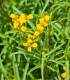 Aksamitník mexický - Tagetes lucida - semena - 0,2 g