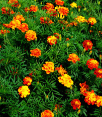 Aksamitník vysoký směs - Tagetes erecta - semena - 0,3 g