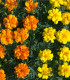 Aksamitník nízký směs - Tagetes patula nana mix - semena - 0,3 g