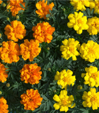 Aksamitník nízký směs - Tagetes patula nana mix - semena - 0,3 g