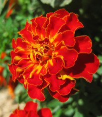 Aksamitník rozkladitý Carmen - Tagetes patula nana - semena - 0,3 g