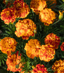 Aksamitník rozkladitý Bolero - Tagetes patula nana - semena - 100 ks