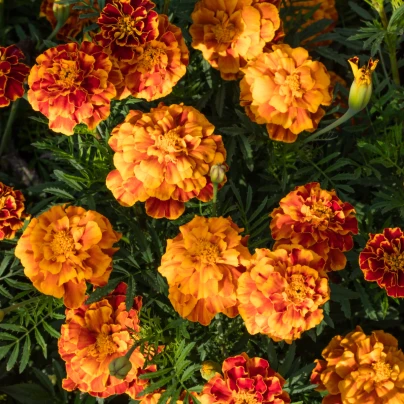 Aksamitník rozkladitý Bolero - Tagetes patula nana - semena - 0,3 g