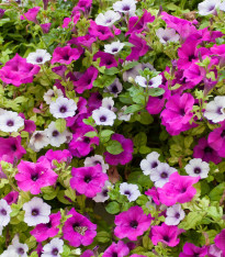 Petúnie Pirouette F1 - Orchid Mist - Petunia Grandiflora - semena - 20 ks