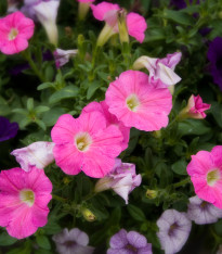 Petúnie nízká Stars mix - Petunia Nana Compacta - semena - 20 ks