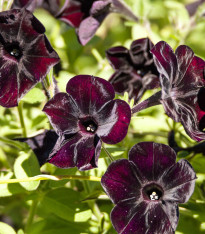 Petúnie Sophistica Blackberry F1 - Petunia grandiflora - semena - 15 ks