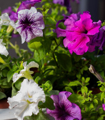 Petúnie velkokvětá převislá mix barev - Surfínie - Petunia Hybrida Pendula - semena - 150 ks