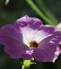 Petúnie velkokvětá nízká - Petunia Hybrida Nana - semena - 0,1 g