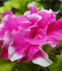 Petúnie plnokvětá směs barev - Petunia hybrida hybrida - semena - 10 ks