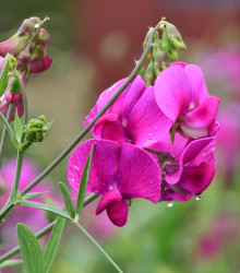 Semena hrachoru – Hrachor vonný růžový – Lathyrus odoratus