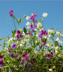 Hrachor vonný Cuthbertson směs - Lathyrus odoratus - semena - 16 ks