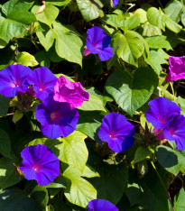 Povíjnice nachová Morning Glory - Ipomoea purpurea - semena - 25 ks