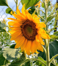 Slunečnice Topolino - Helianthus annuus - semena - 7 ks