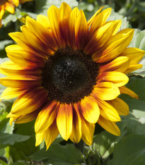 Slunečnice F1 Surprise - Helianthus annuus - semena - 7 ks