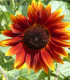 Slunečnice Fantazie Mix F1 - Helianthus annuus - semena - 6 ks