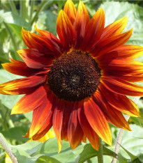 Slunečnice Fantazie Mix F1 - Helianthus annuus - semena - 6 ks