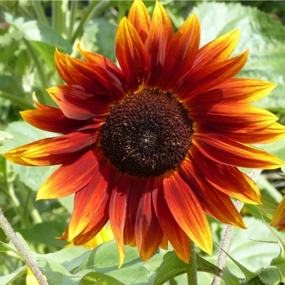 Slunečnice Fantazie Mix F1 - Helianthus annuus - semena - 6 ks