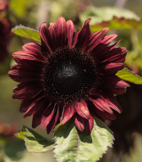 Slunečnice roční F1 červená Double dandy - Helianthus annuus - semena - 6 ks