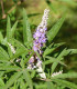 Drmek obecný - Vitex agnus-castus - semena - 9 ks