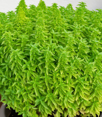 Bazalka Fino verde - Ocymum basilicum - semena - 50 ks