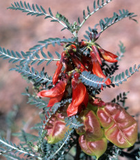 Africká bylina - Lessertia frutescens - semena - 4 ks
