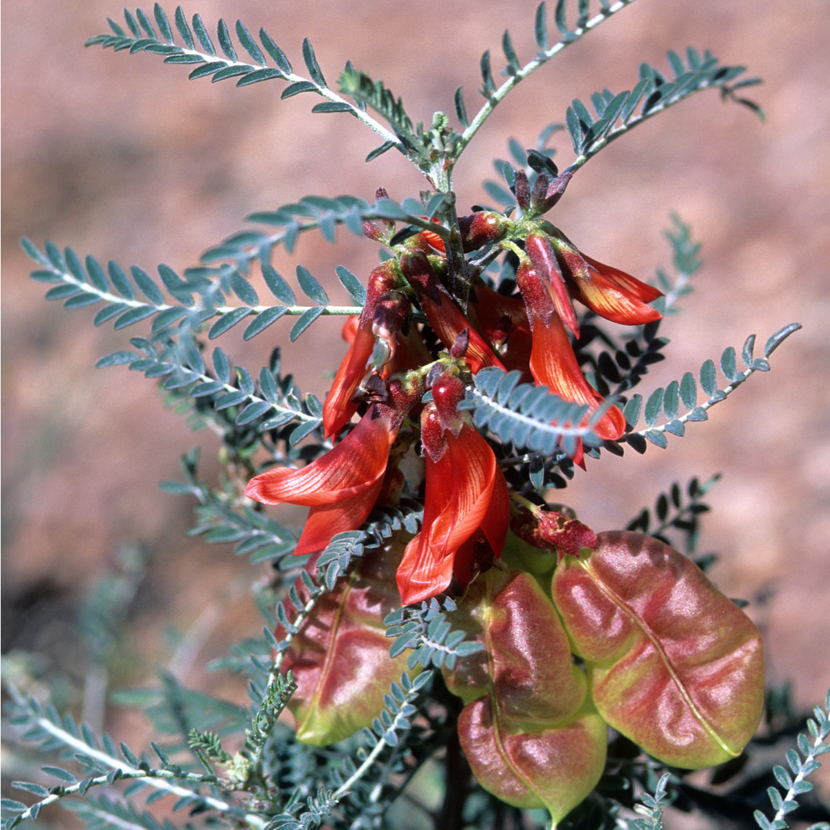 Africká bylina - Lessertia frutescens - semena - 4 ks