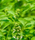 Bazalka citrónová - Ocimum basilicum citriodorum - semena - 100 ks