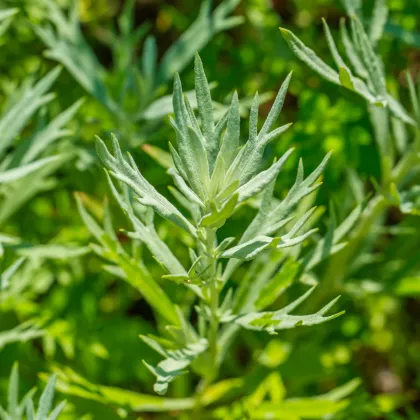 Pelyněk kozalec - Artemisia dracunculus - semena - 0,1 g