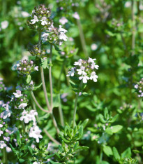 Tymián francouzský letní - Thymus vulgaris - semena - 50 ks
