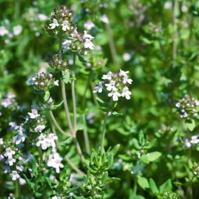 Tymián francouzský letní - Thymus vulgaris - semena - 100 ks