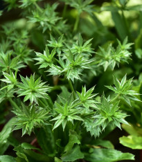 Koriandr mexický - Eryngium foetidum - semena - 50 ks